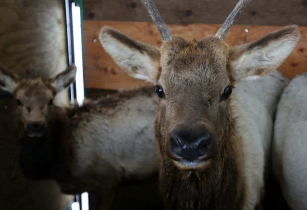 Elk Brucellosis Study